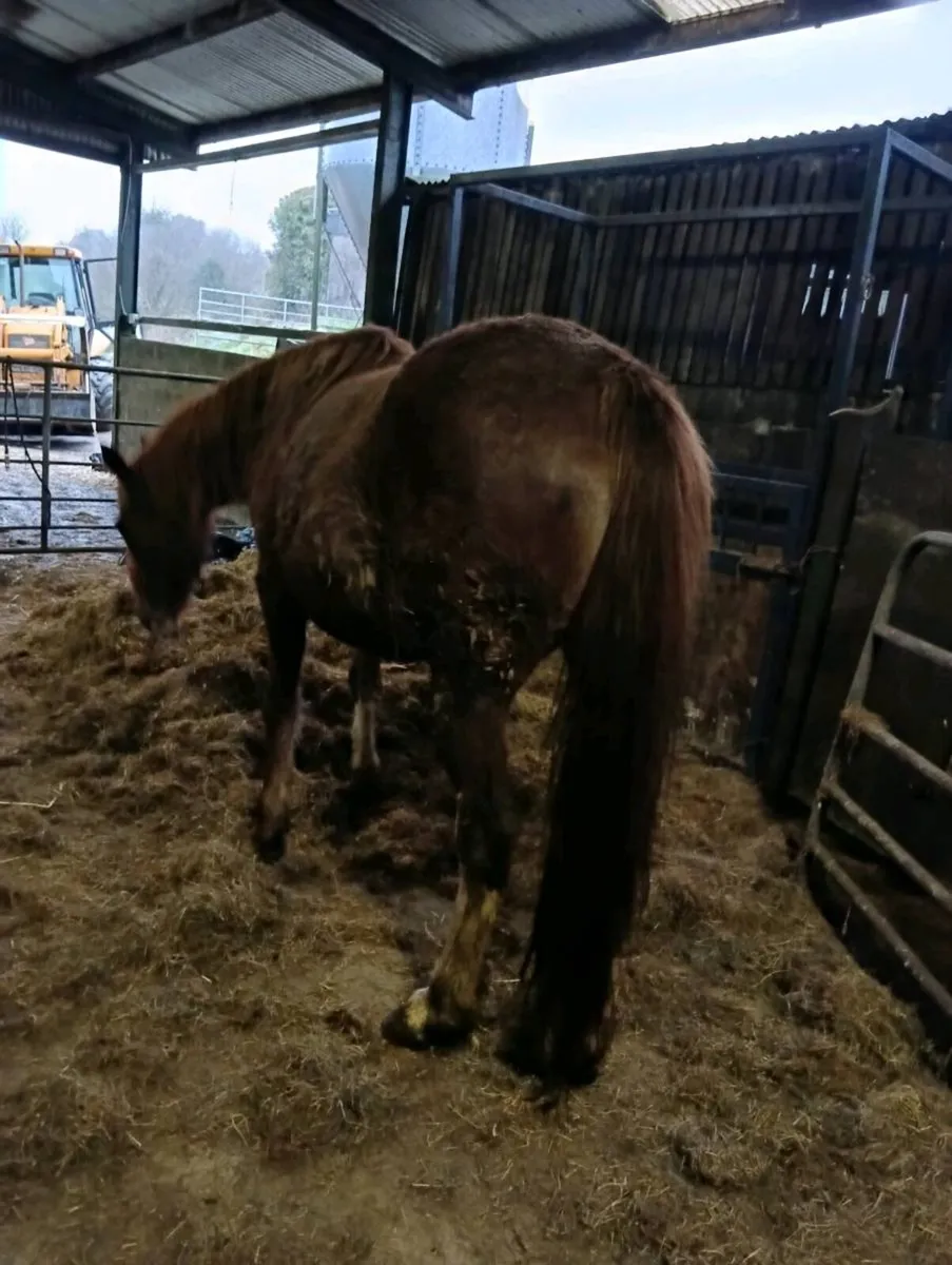 ISH broodmare - Image 3