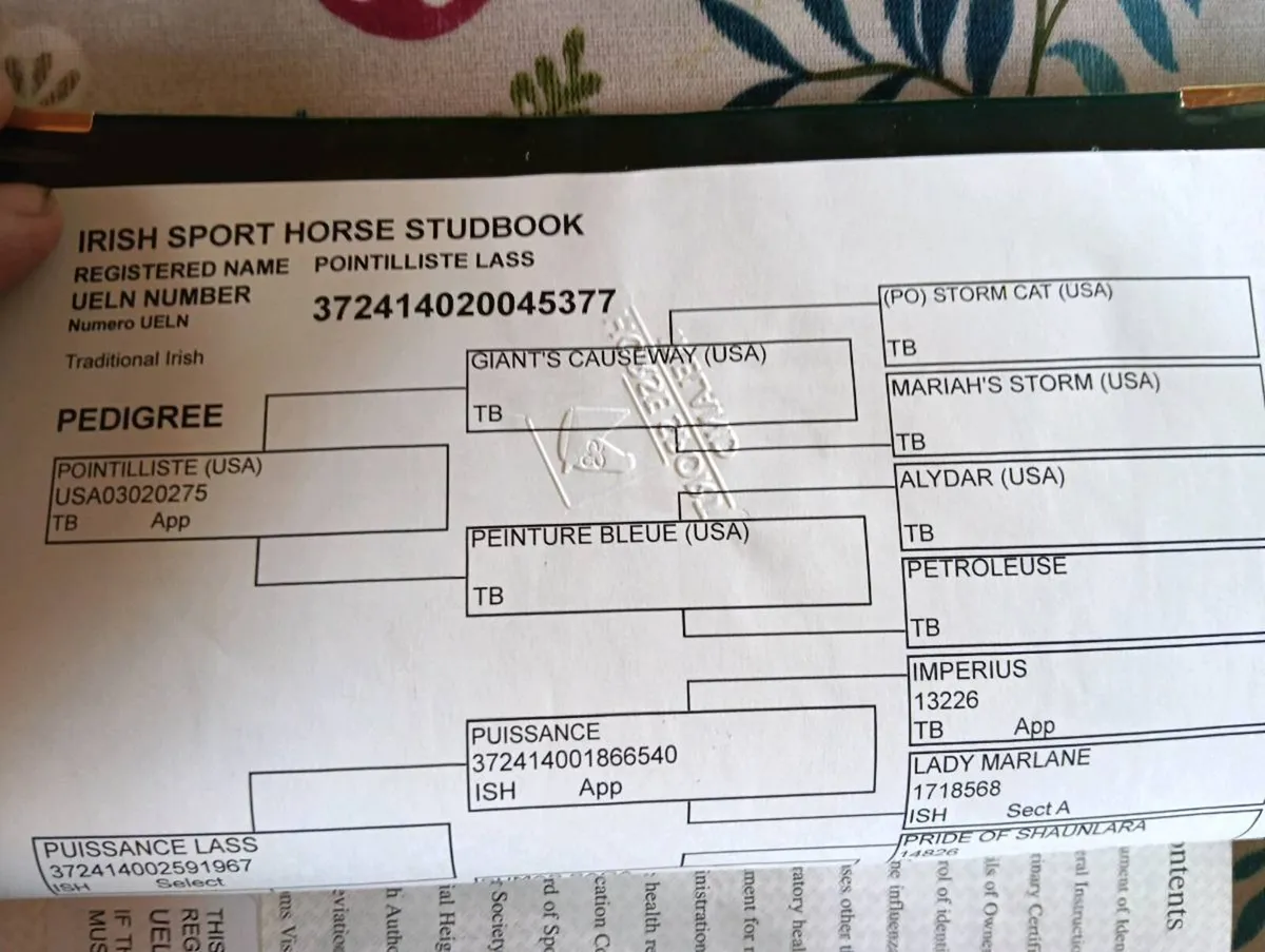 ISH broodmare - Image 4