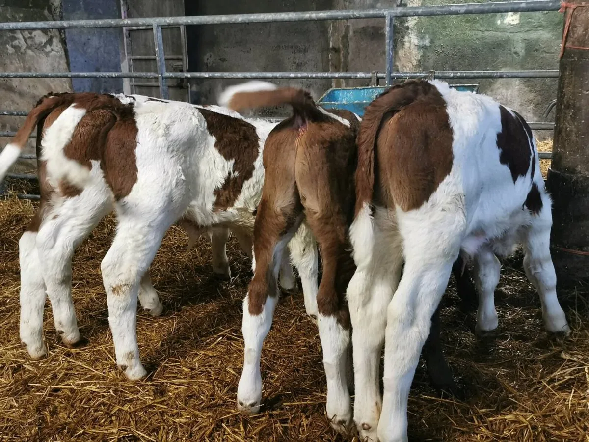 bull Calves - Image 2