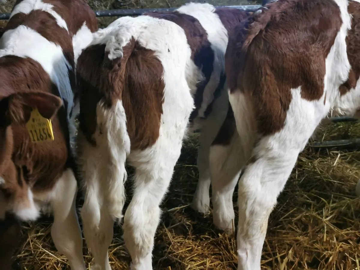 bull Calves - Image 3