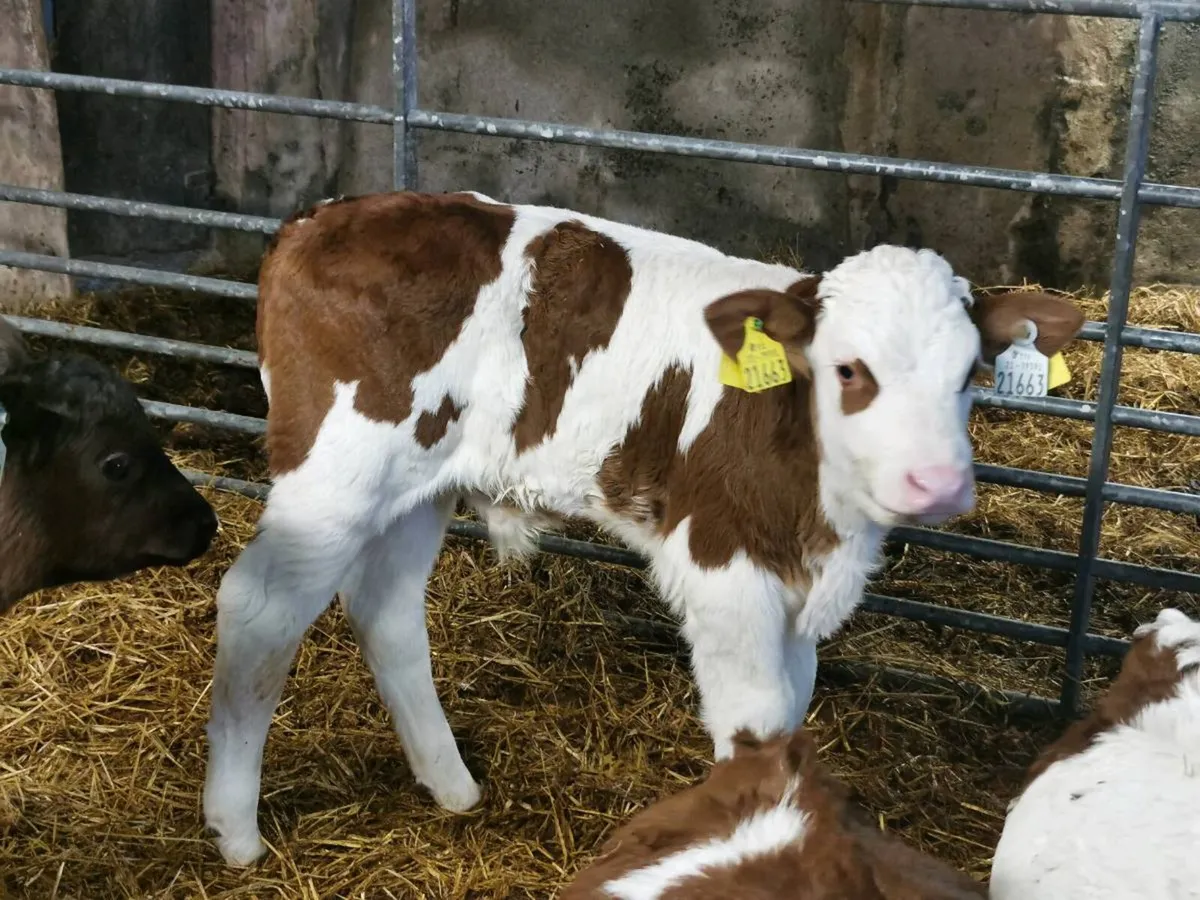 bull Calves - Image 1