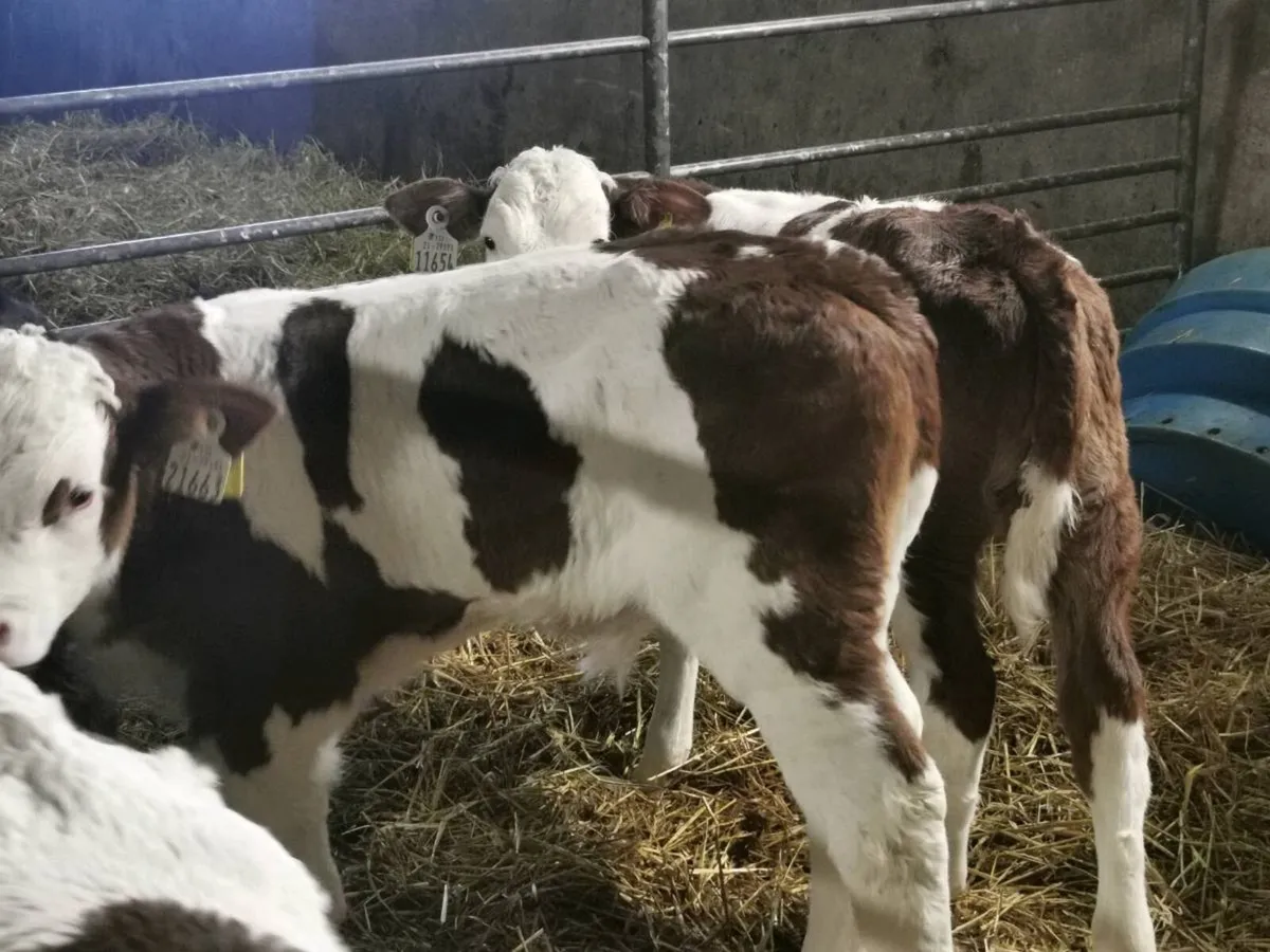 bull Calves - Image 4