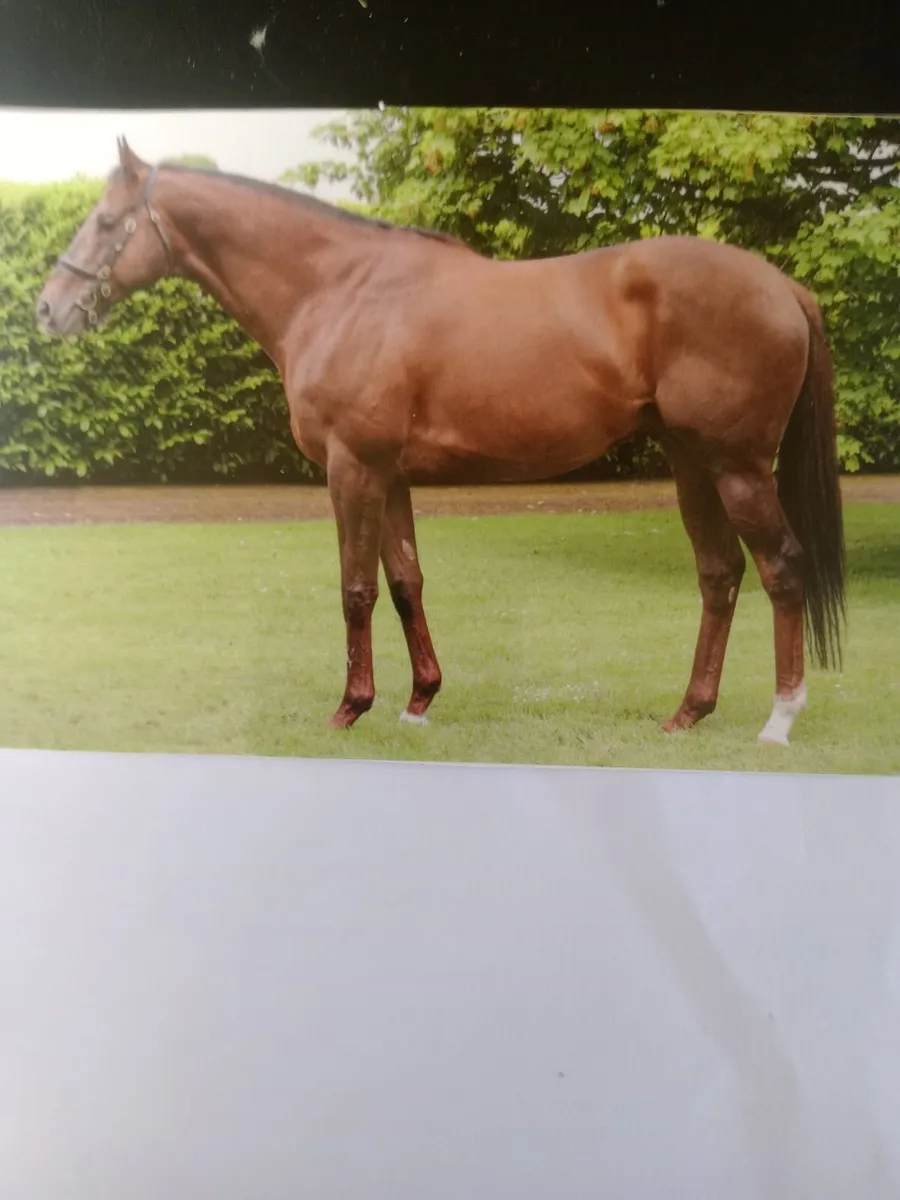 STANDING AT STUD SHAMAN