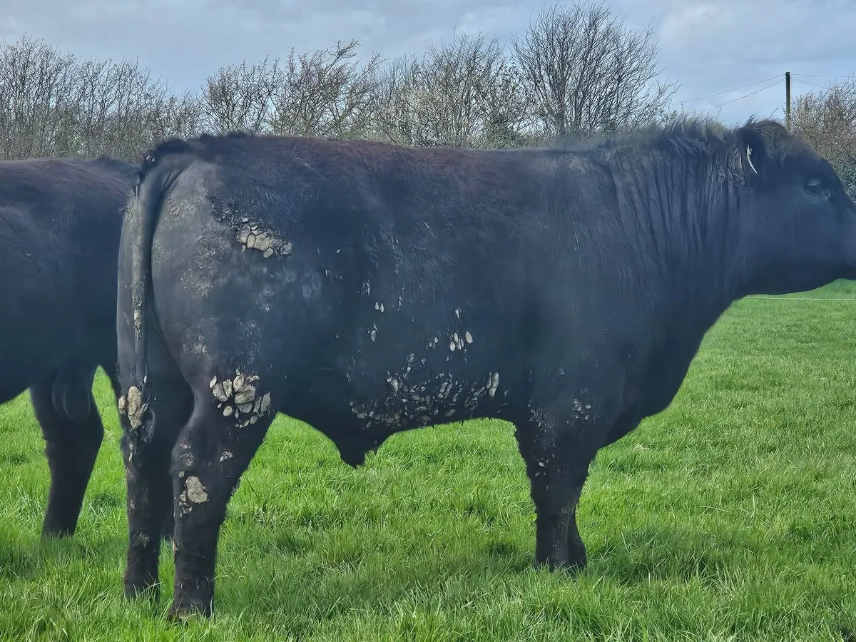 Angus bulls - Image 3