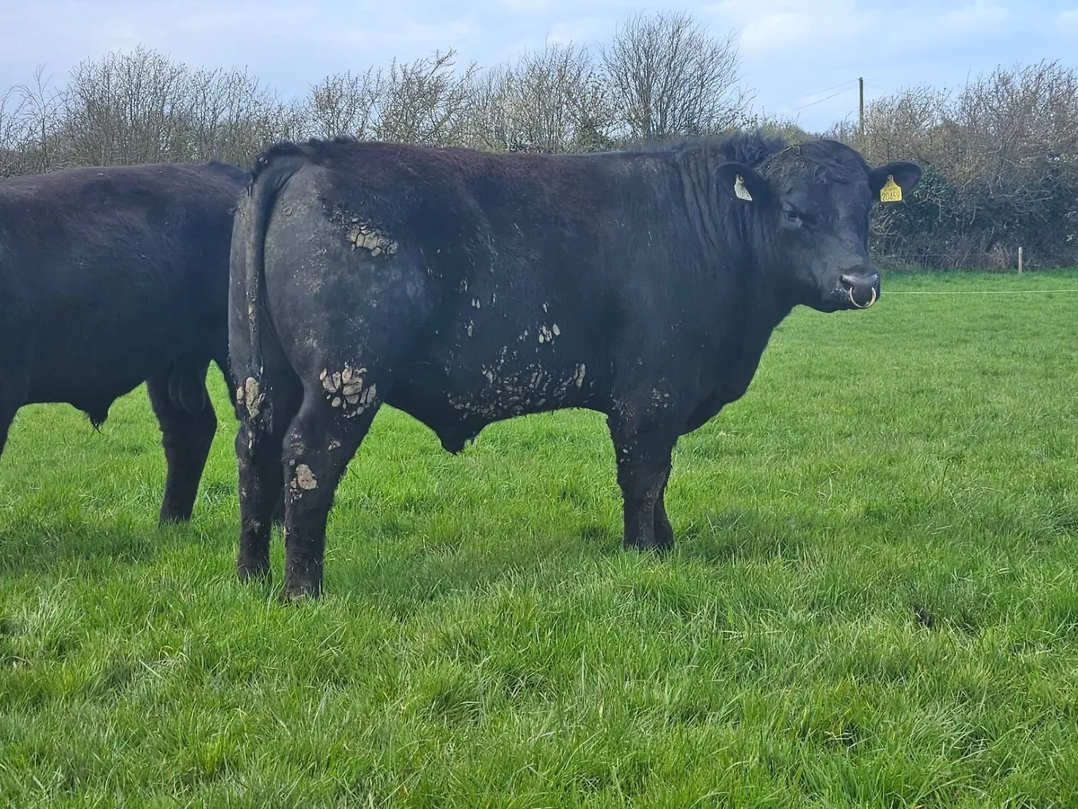 Angus bulls - Image 4