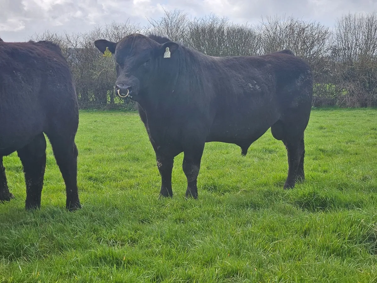 Angus bulls - Image 1