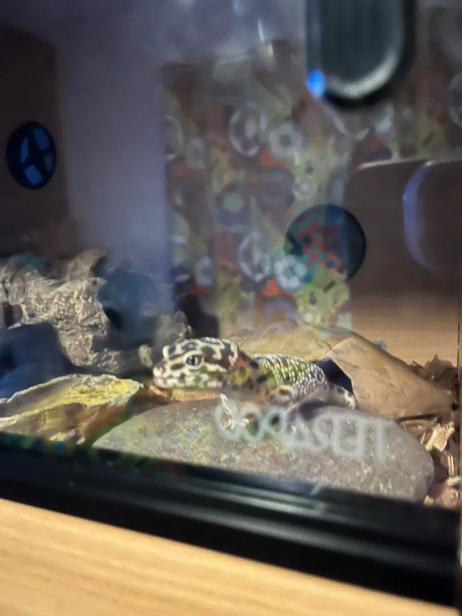 Gecko - Image 3