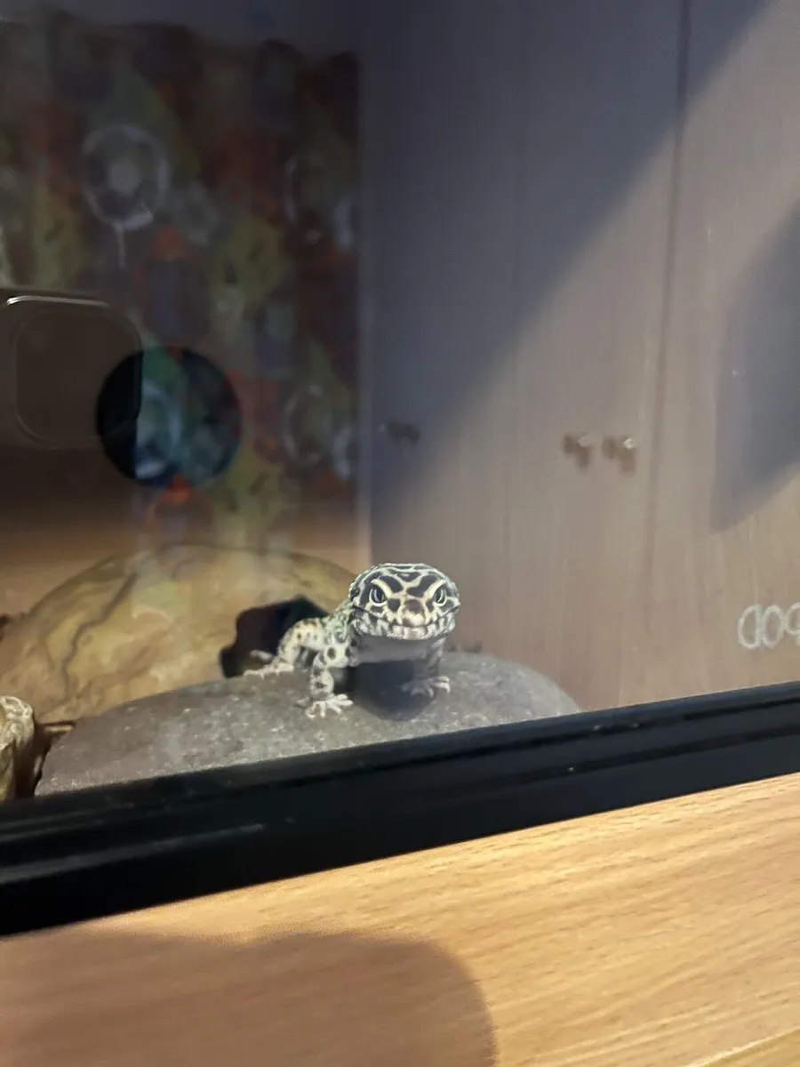 Gecko - Image 1