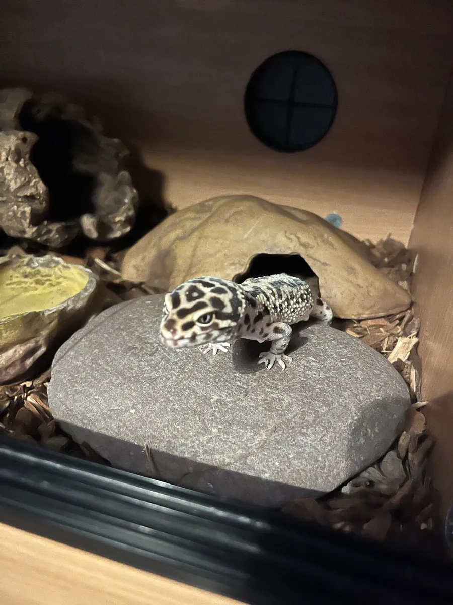 Gecko - Image 4
