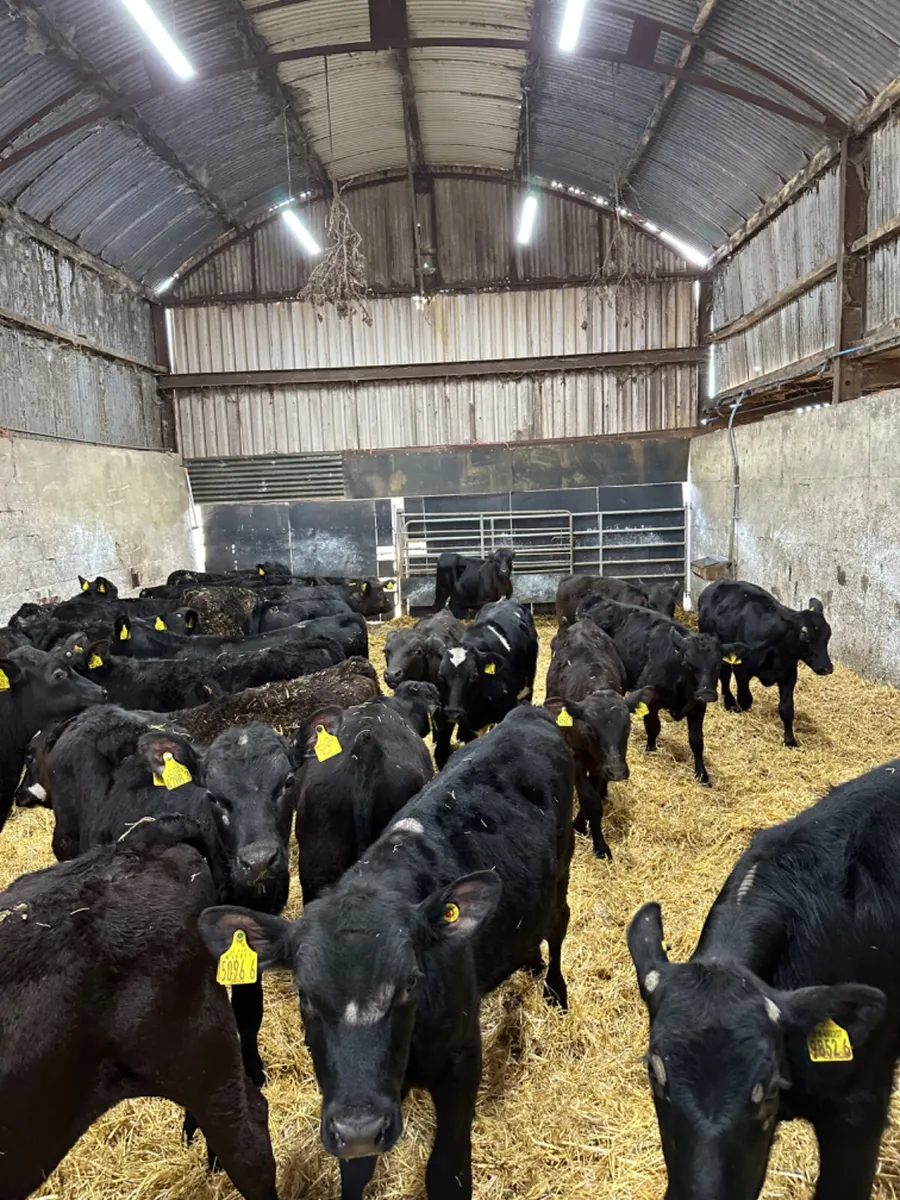 Angus and lim bulls - Image 2