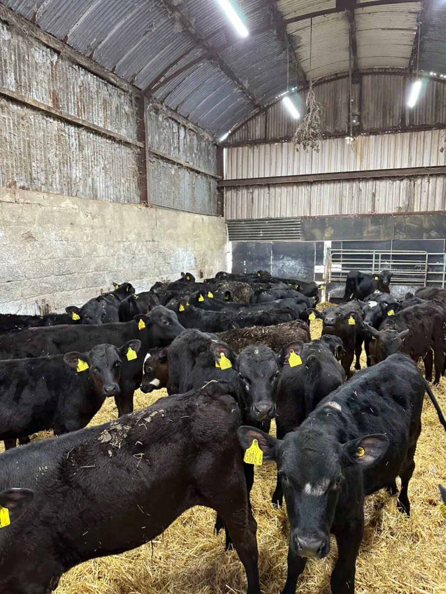 Angus and lim bulls - Image 1