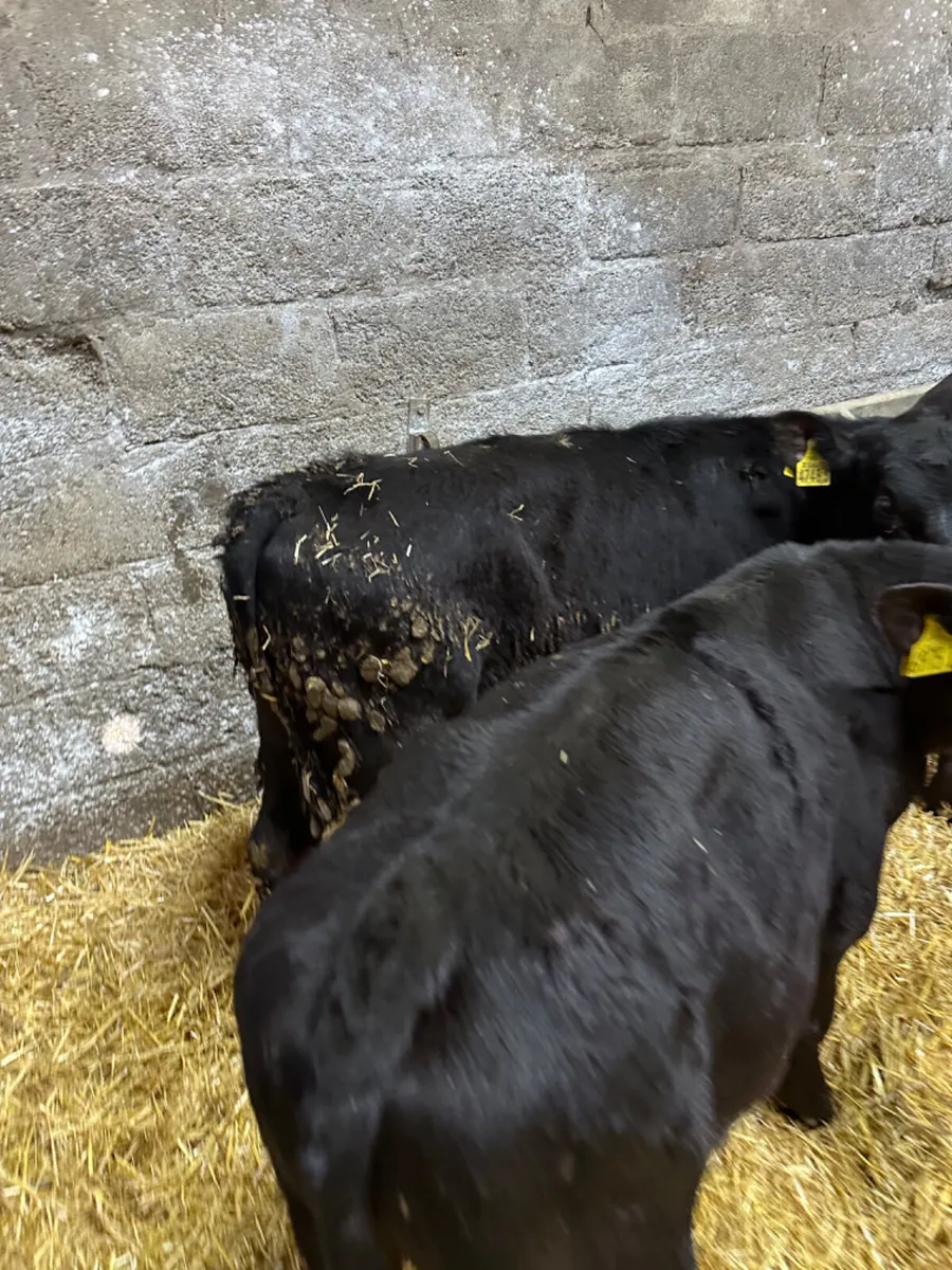 Angus and lim bulls - Image 4