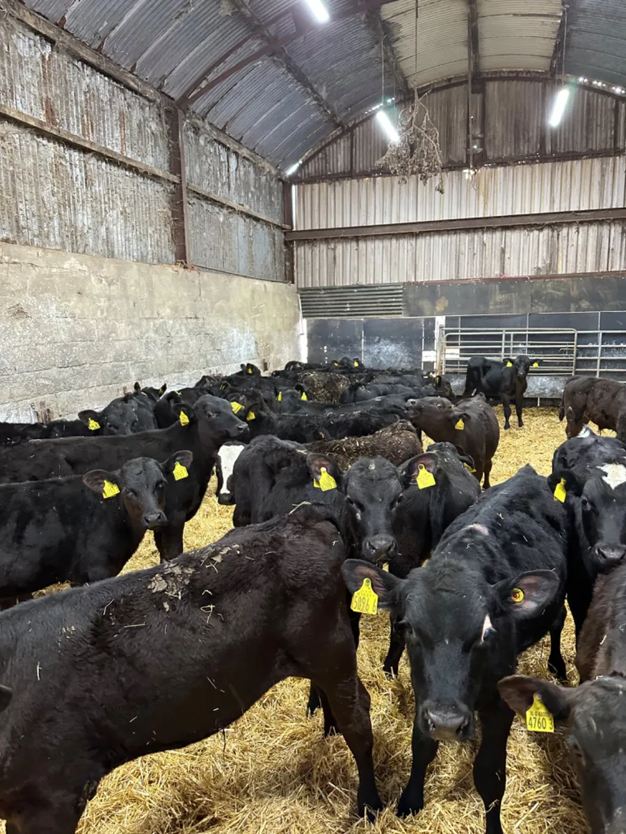 Angus and lim bulls - Image 3