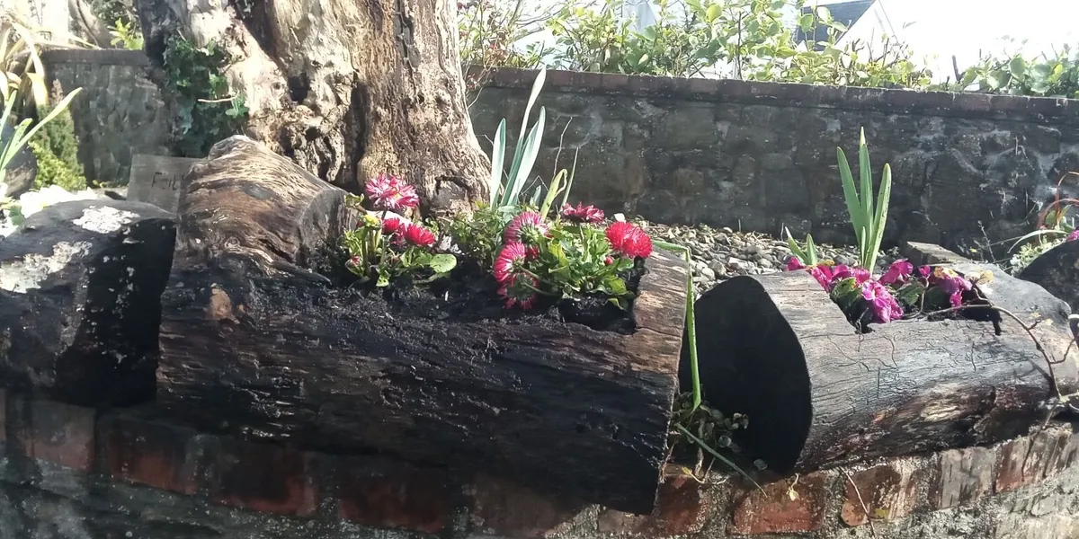 Ash Log Flower Planters for *SALE * - Image 3