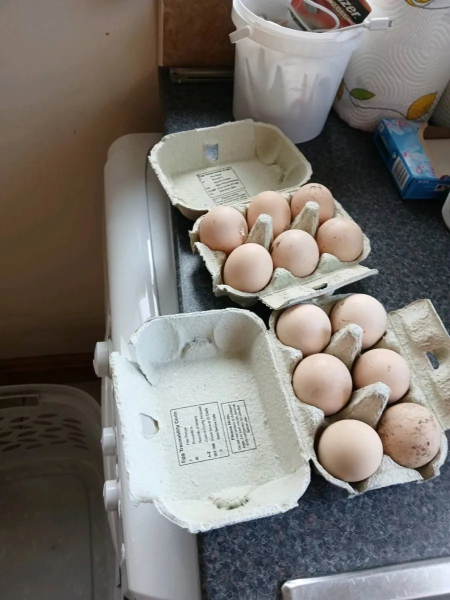 Hatching eggs - Image 3