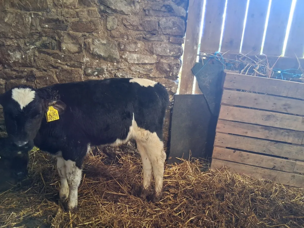 Calves - Image 2