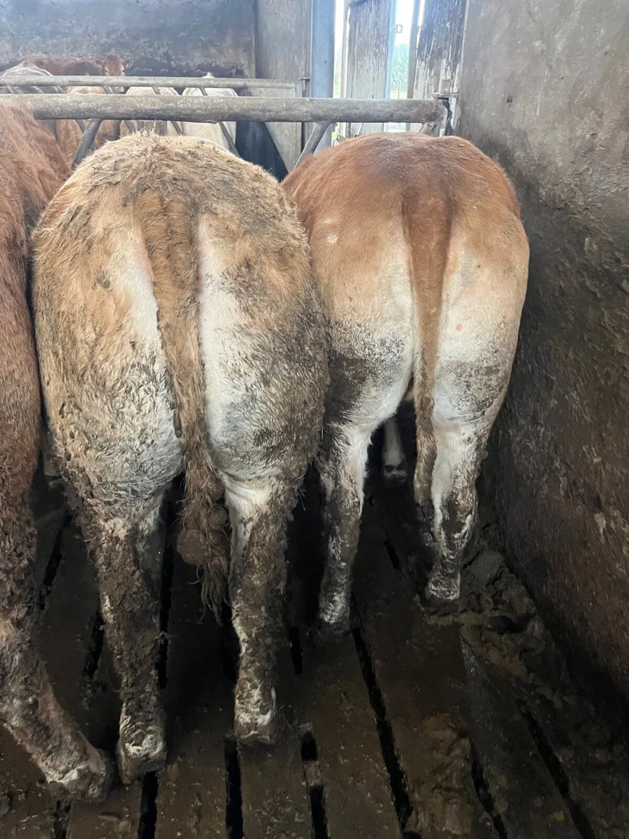 35 super 520 kilos store heifers - Image 2