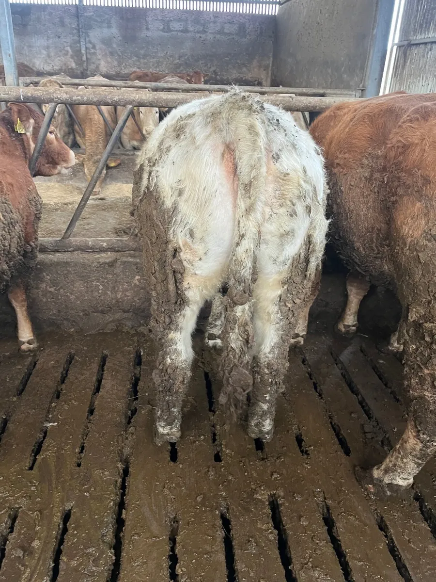 35 super 520 kilos store heifers - Image 3