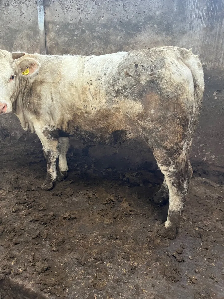 35 super 520 kilos store heifers - Image 4