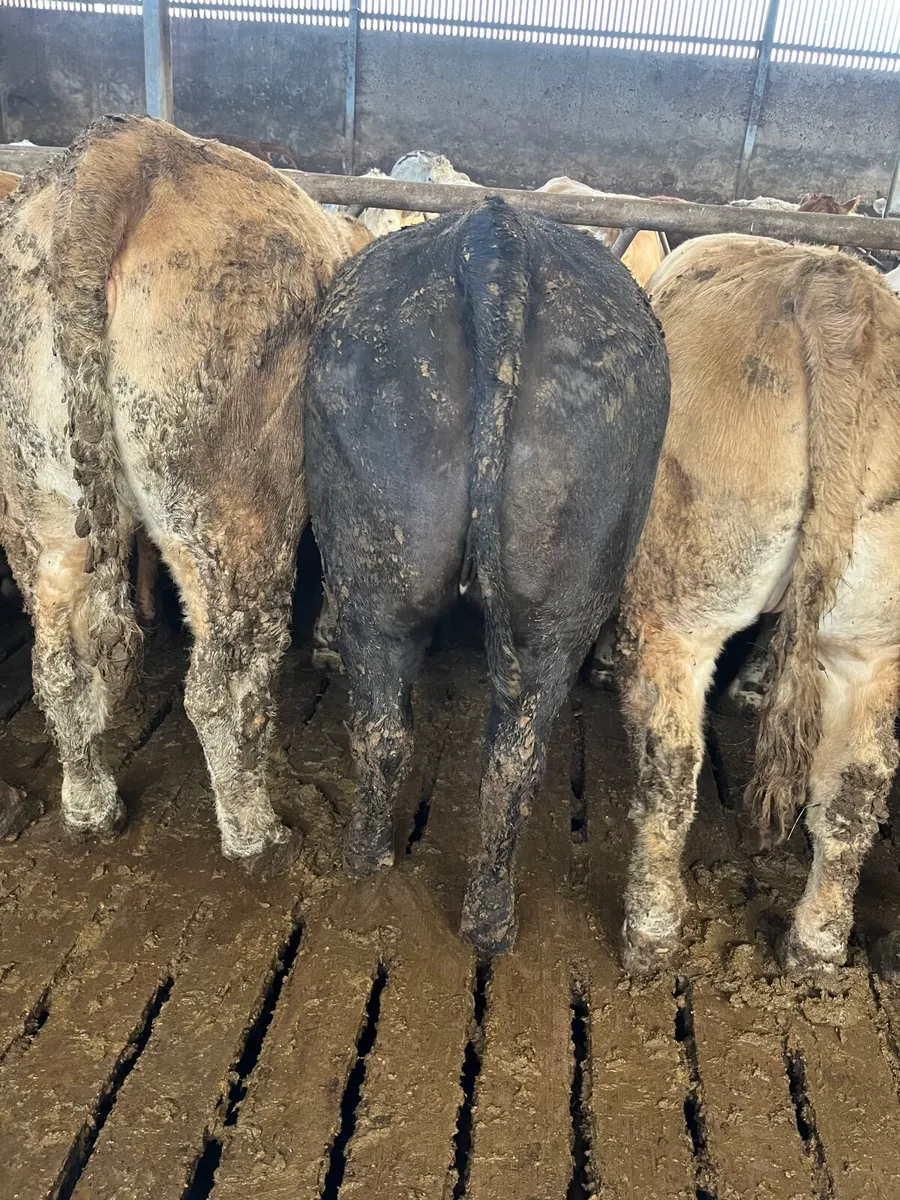35 super 520 kilos store heifers - Image 1