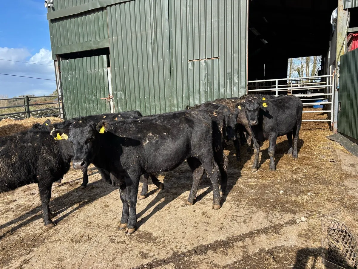 10 super 300kg Angus heifer yearlings - Image 2