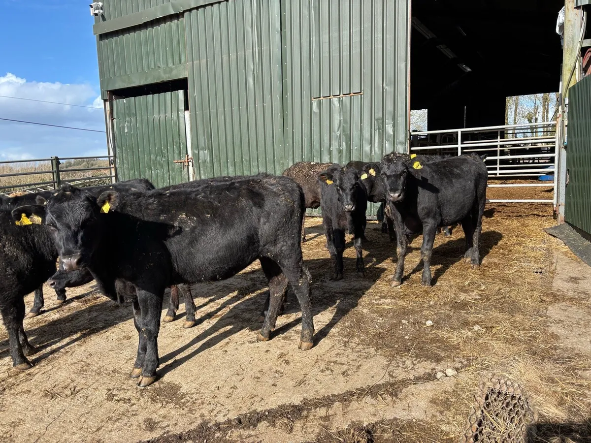 10 super 300kg Angus heifer yearlings - Image 3