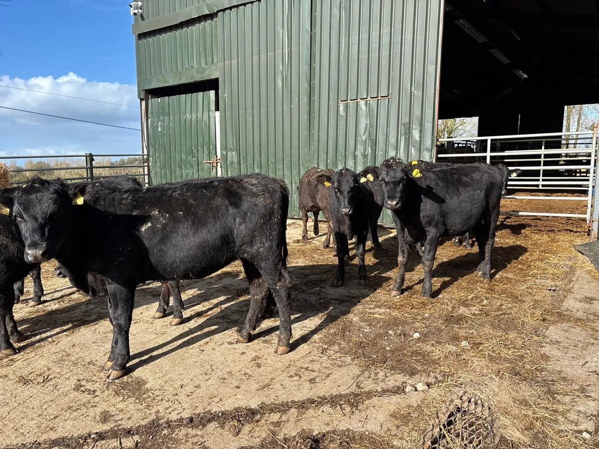 10 super 300kg Angus heifer yearlings - Image 4