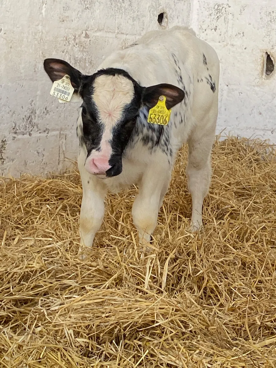 5 TOP CLASS CONTINENTAL HEIHER CALVES - Image 2