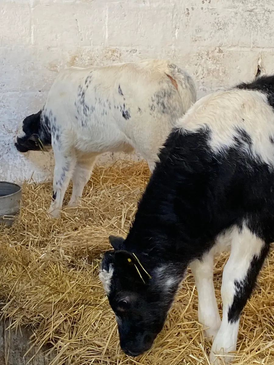 5 TOP CLASS CONTINENTAL HEIHER CALVES - Image 3