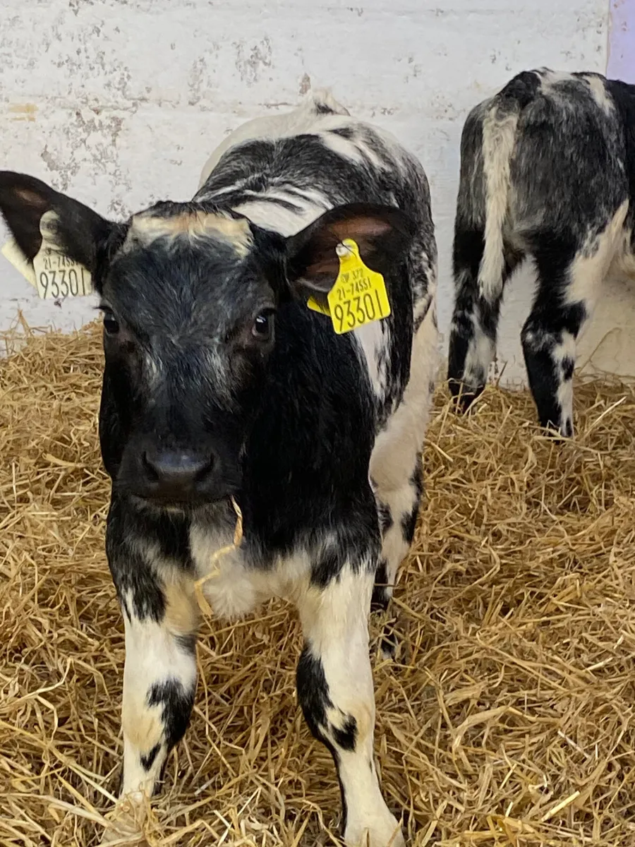 5 TOP CLASS CONTINENTAL HEIHER CALVES - Image 1