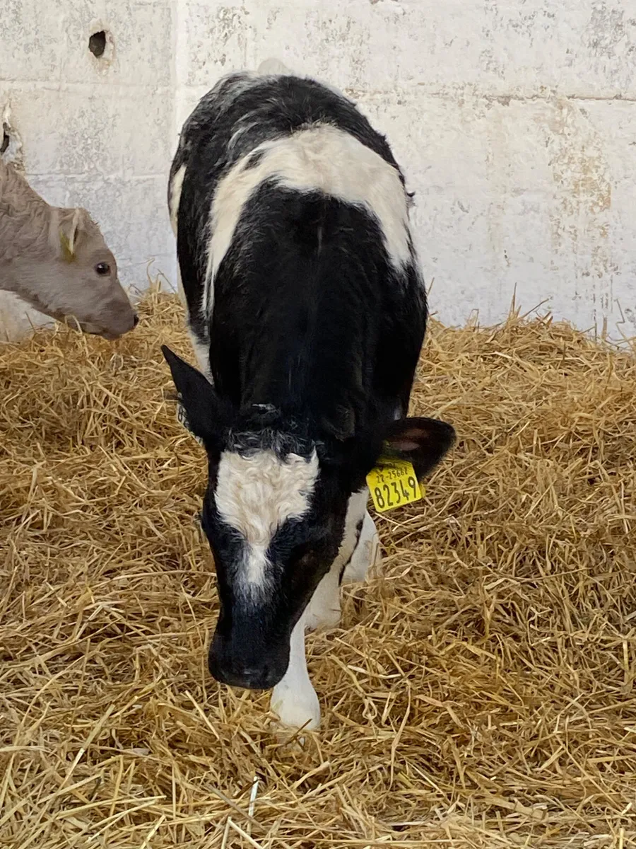 5 TOP CLASS CONTINENTAL HEIHER CALVES - Image 4