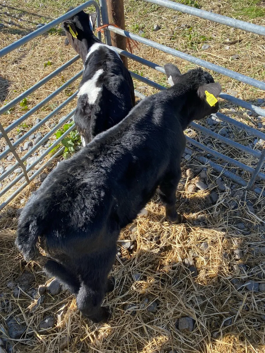 Angus calves - Image 1