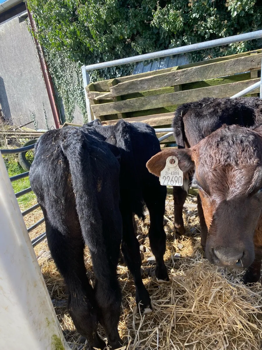 Angus calves - Image 3