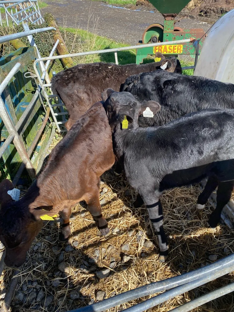 Angus calves - Image 4