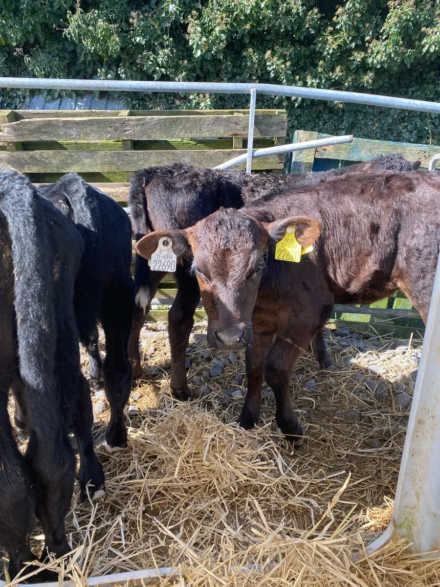 Angus calves - Image 2