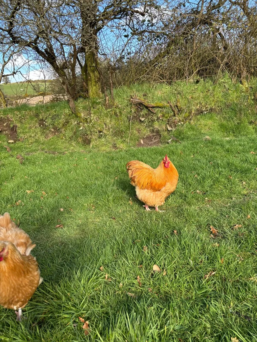 Buff Orpington rooster - Image 1