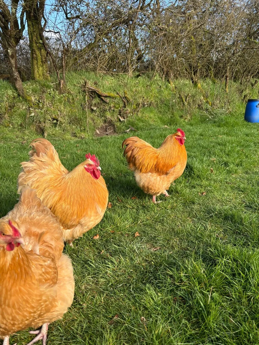 Buff Orpington rooster - Image 3