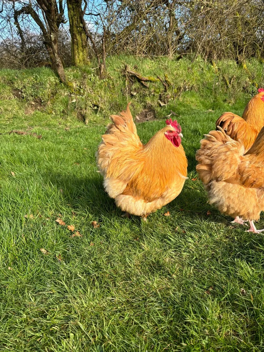 Buff Orpington rooster - Image 2