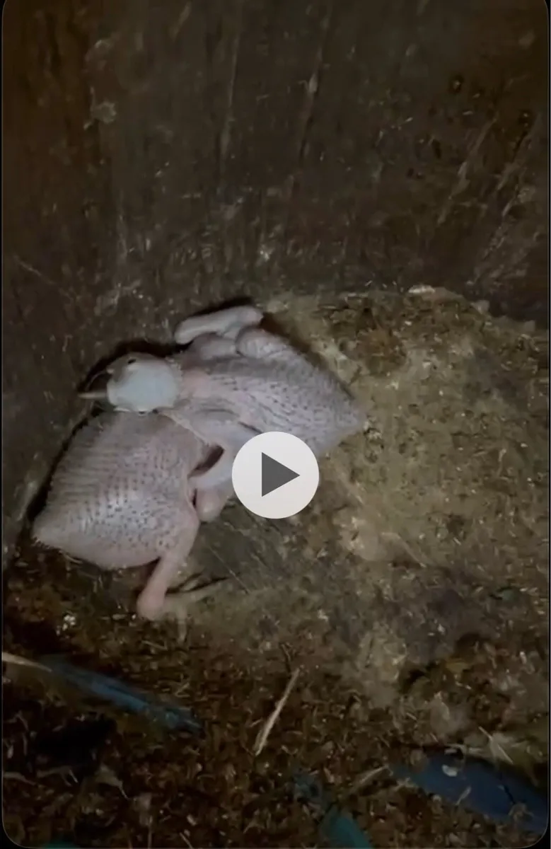 2x pair of proven macaws+ aviary for sale - Image 1