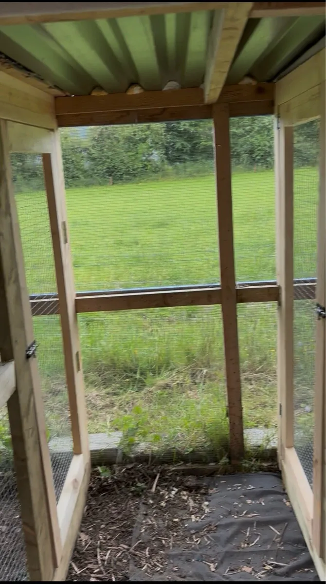 2x pair of proven macaws+ aviary for sale - Image 2