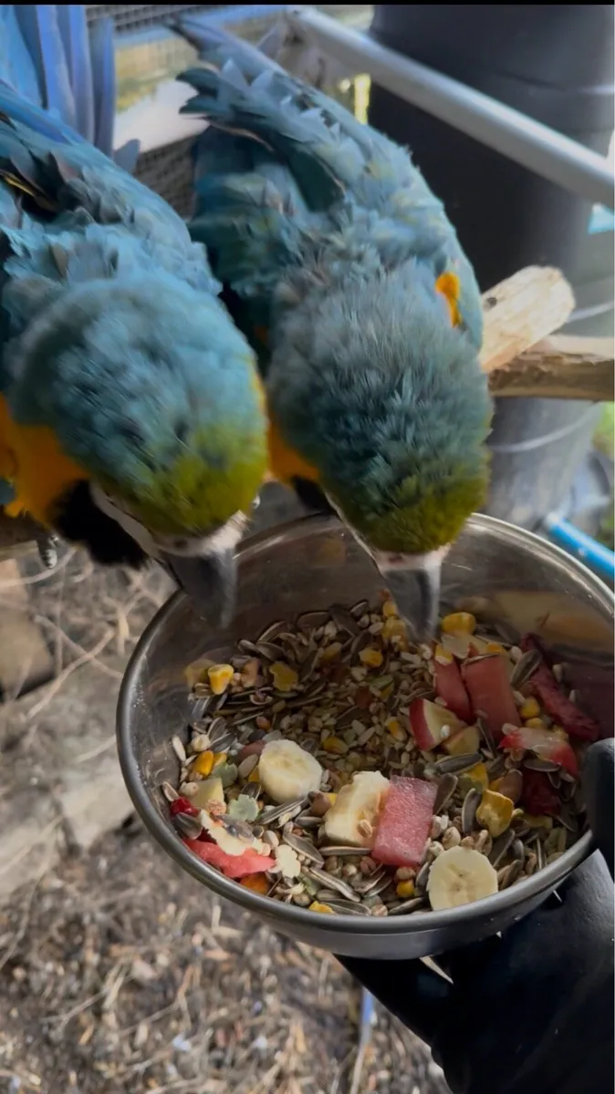 2x pair of proven macaws+ aviary for sale - Image 4