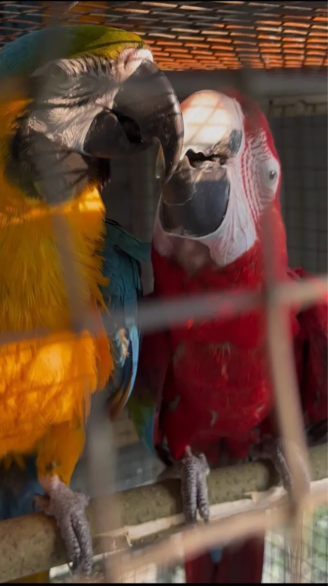 2x pair of proven macaws+ aviary for sale - Image 3