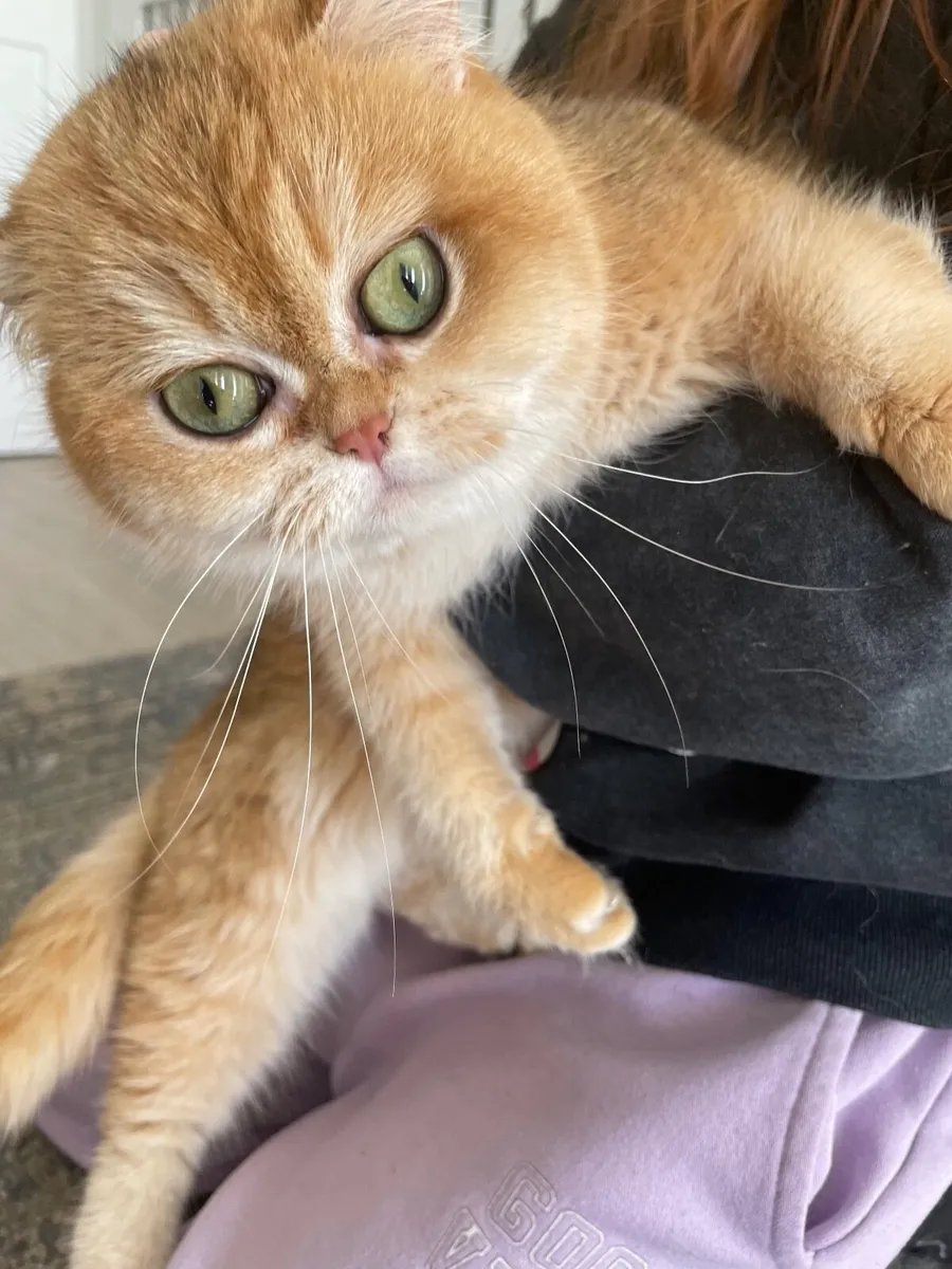 British Short Hair Cat - Image 1