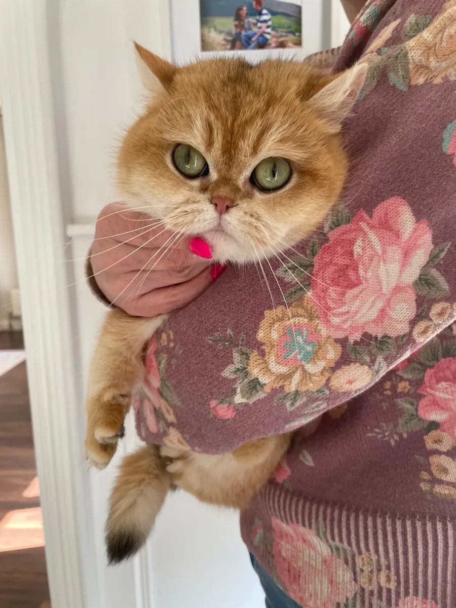 British Short Hair Cat - Image 2