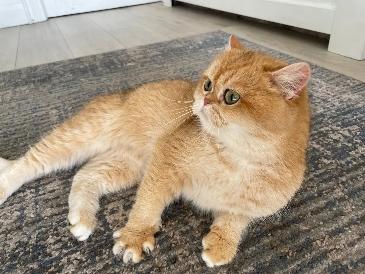 British Short Hair Cat - Image 4