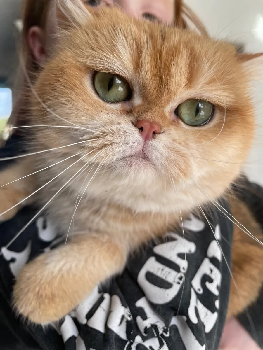 British Short Hair Cat - Image 3