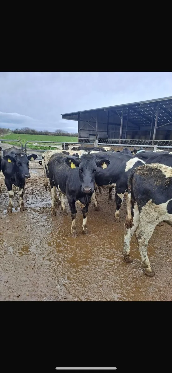 DAIRY & BREEDING HFR SALE WED 1ST APRIL AT 12 NOON - Image 1