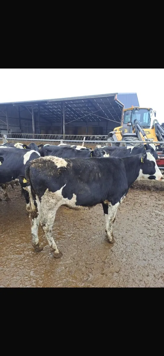 DAIRY & BREEDING HFR SALE WED 1ST APRIL AT 12 NOON - Image 3