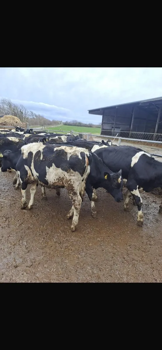 DAIRY & BREEDING HFR SALE WED 1ST APRIL AT 12 NOON - Image 4