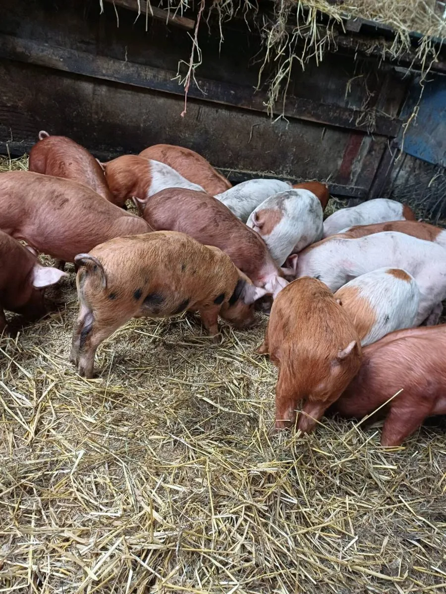 16, 10 week weened pigs for sale duroc x Tamworth - Image 2